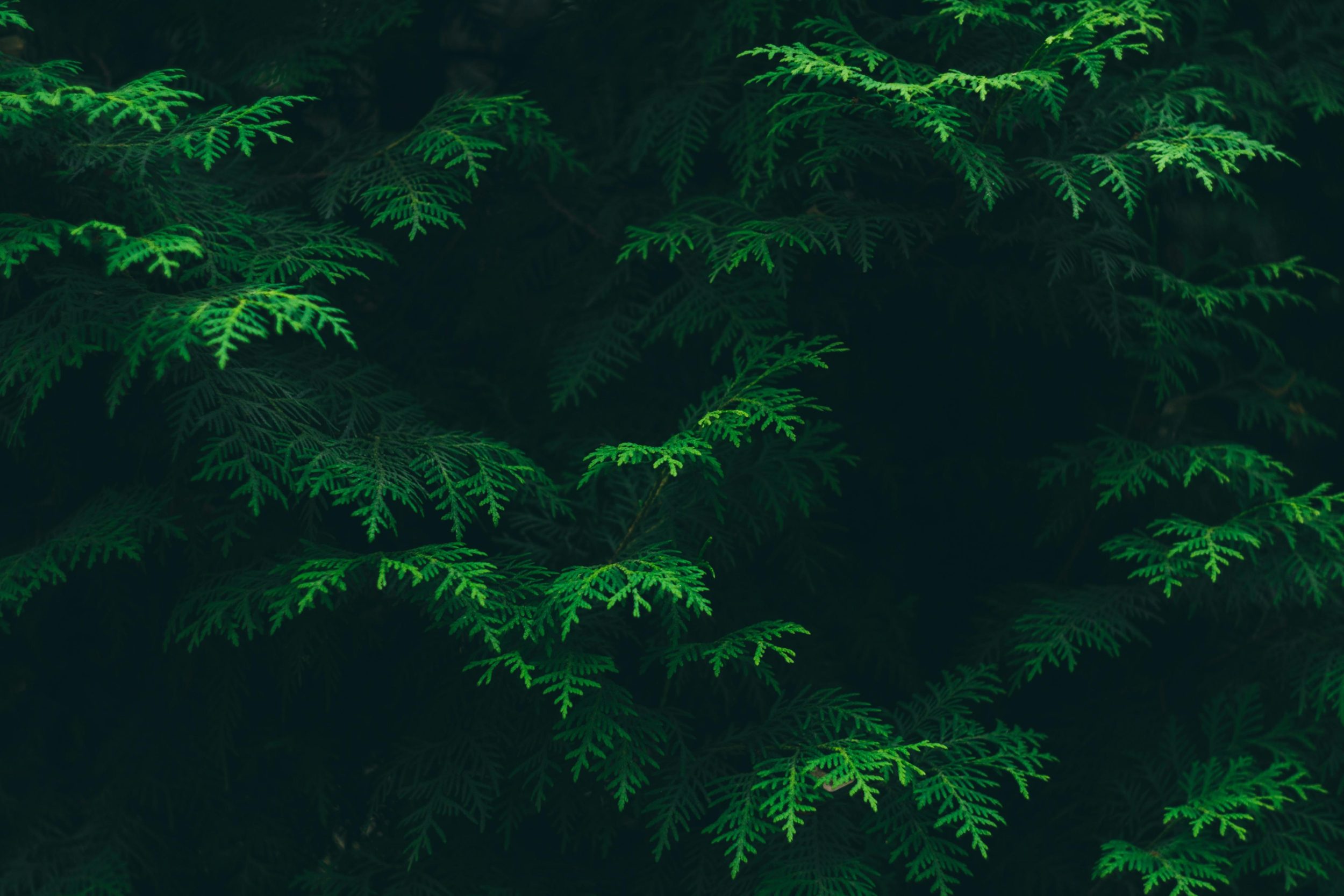 Cedar tree up close.